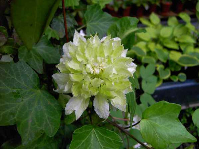 27.5.06._Clematis_Yuki_Okoshi_092.JPG