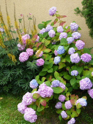 2015-07-19 Hydrangea 'Endless Summer'.jpg