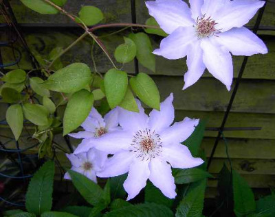 27.5.06._Clematis_Peter_Pan__091.JPG