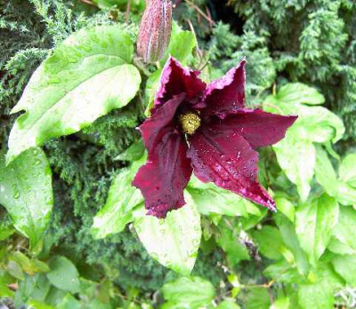 27.5.06._Clematis_Niobe_026.JPG