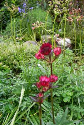 27.5.06._Astrantia_major_Moulin_Rouge_060.JPG