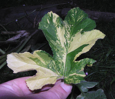 heracleum_sphondylium_variegated.jpg