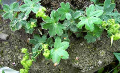 27.5.06._Alchemilla_faroerensis_var._pumila_105.JPG