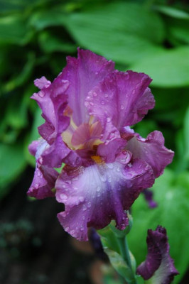 2006H604_Large.JPG