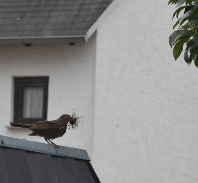 Amsel.15-1.jpg