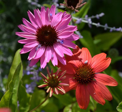 Echinacea-Sämling13.15-1.jpg