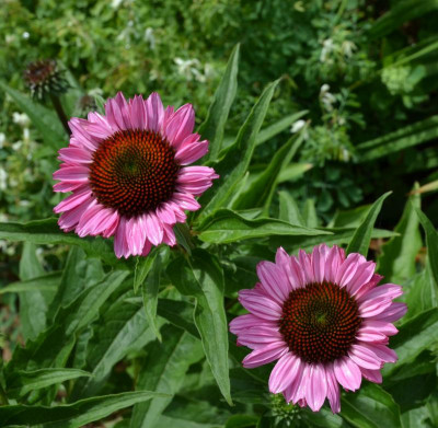Echinacea-Sämling12.15-2.jpg