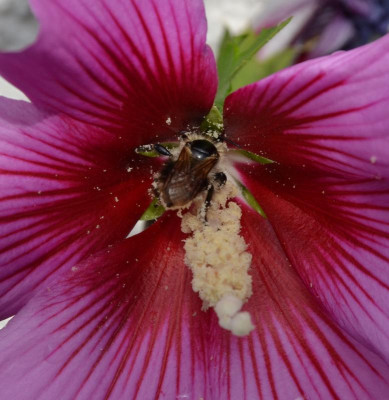 Hibiscus_syriacus-Silke.15-3.jpg