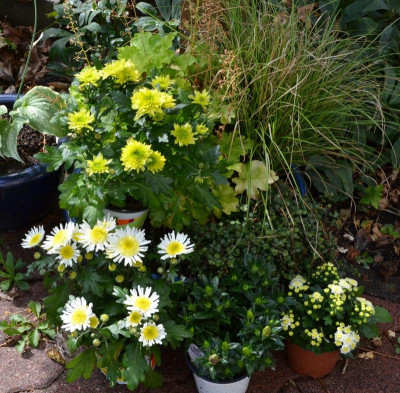Chrysanthemen.15-1.jpg
