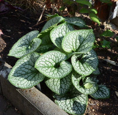 Brunnera-SeaHeart.15-1.jpg
