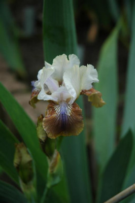2006H642_Large.JPG