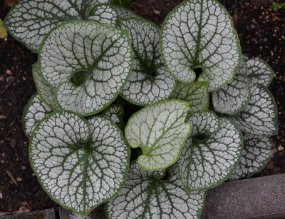 Brunnera-Vergleich.jpg