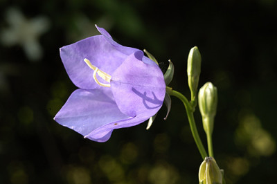 glockenblume_licht_5238.jpg