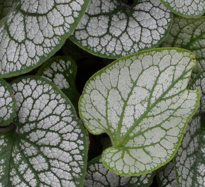 Brunnera-Vergleich-Ausschnitt.jpg