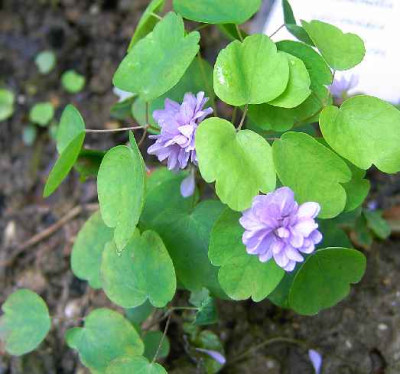 27.5.06.__Anemonella_thalictroides_Double_Blue_109.JPG
