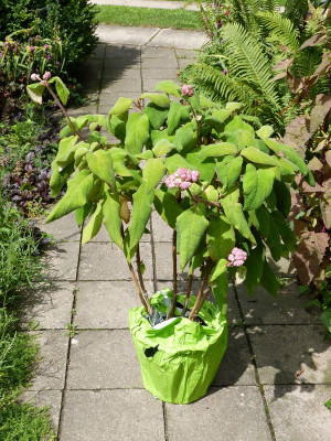 2015-07-19 Hydrangea aspera macrophylla.jpg
