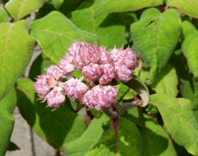 2015-07-19 Hydrangea aspera macrophylla 2.jpg