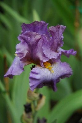 2006H641_Large.JPG