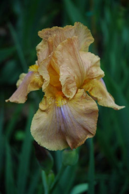 2006H645_Large.JPG