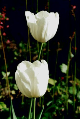Tulipa_weiss.jpg