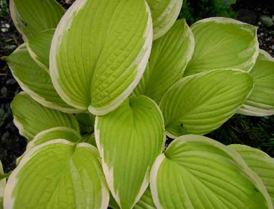 27.5.06._Hosta_St._Elmos_Fire_010.JPG