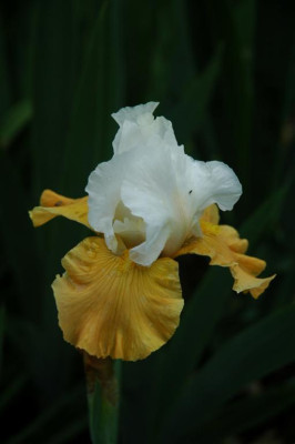 2006H653_Large.JPG