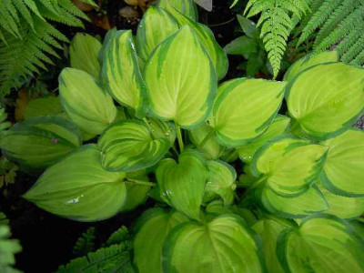 27.5.06._Hosta_Emerald_Tiara_021.JPG