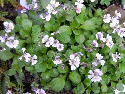 27.5.06._Gypsophila_cerastioides_087.JPG