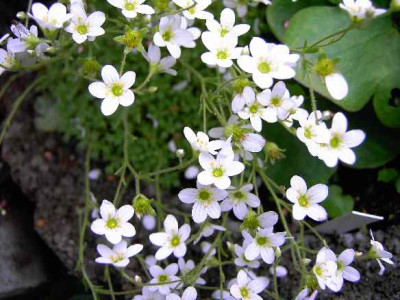27.5.06._Saxifraga_cebennensis_097.JPG