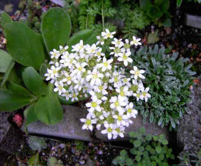 27.5.06._Saxifraga_073.JPG