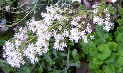 27.5.06._Saxifraga_cotyledon_080.JPG