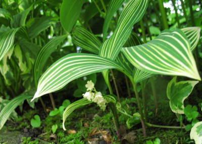 Convallaria0527k.jpg