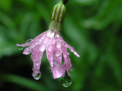 Kuckuksblume_weint.jpg
