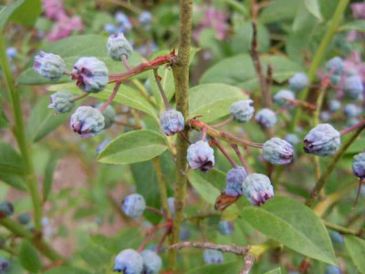 verreckende Heidelbeeren 190715.JPG