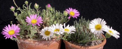 Machaeranthera_coloradensis_Erigeron_compactus_var._consimillis2006-05-27.JPG