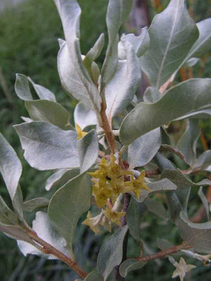 eleagnus_commutata_Bluete.jpg