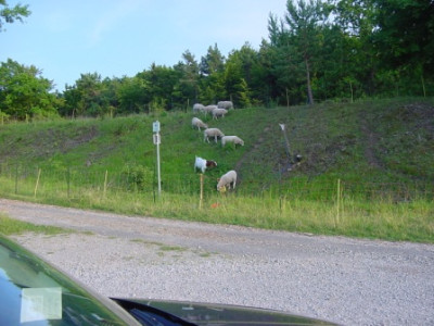 DSC04607a.JPG