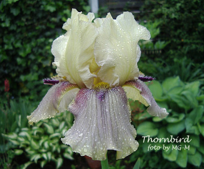 Imgp6178-Thornbird.jpg