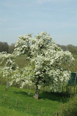 2006H174_Medium.JPG
