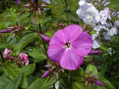 07.15.2015b (16).JPG