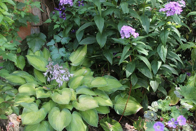 hosta sweet home chicago151.JPG