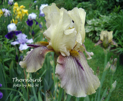 Imgp6156-Thornbird.jpg