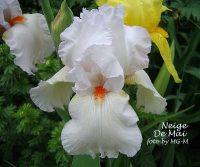 Imgp6164-Neige-de-Mai.jpg