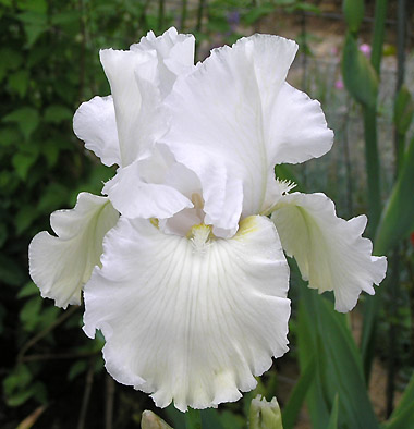 Madera_Belle.jpg