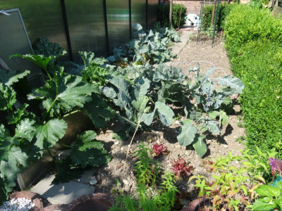 Gemüsegarten.jpg