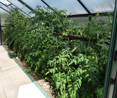 GH mit Tomaten.jpg