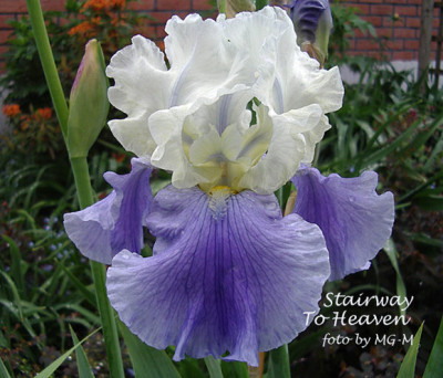 Imgp6126-StairTHeaven.jpg