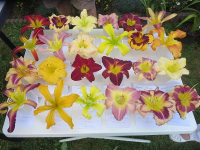 Taglilienblüte Albert 2015_2355.jpg