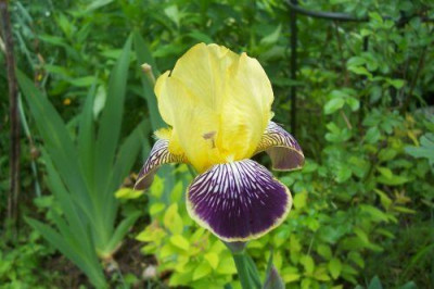 000_1014_gelb-aubergine_Iris.jpg