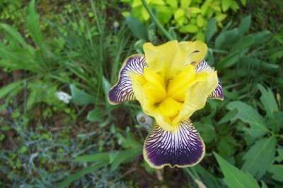 000_1015_gelb-aubergine_Iris.jpg